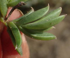 Delosperma inconspicuum