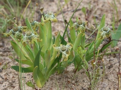 Ferraria parva