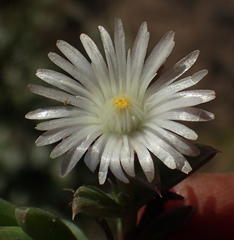 Delosperma inconspicuum