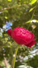 Paeonia