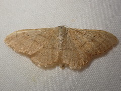 Idaea aversata