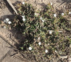Delosperma inconspicuum