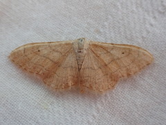 Idaea aversata