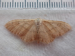Idaea aversata
