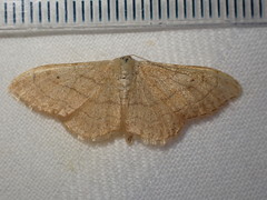 Idaea aversata