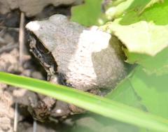 Tomopterna natalensis