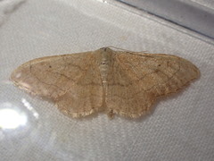 Idaea aversata