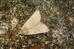 Pseudenargia ulicis
