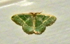 Chlorochlamys appellaria