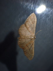 Idaea aversata