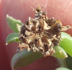 Delosperma inconspicuum