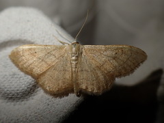 Idaea aversata