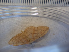 Idaea aversata