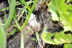 Tomopterna natalensis