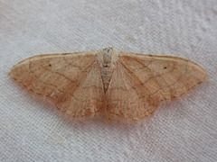 Idaea aversata