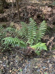 Woodwardia fimbriata image