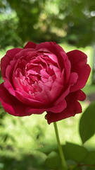 Paeonia