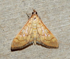 Mimorista trimaculalis