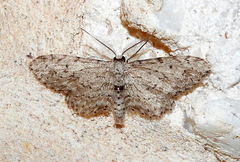 Pimaphera sparsaria