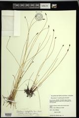 Eleocharis halophila