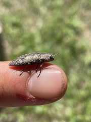 Chrysochroinae