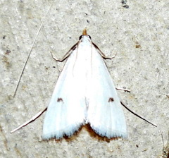 Leptosteges vestaliella