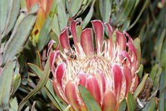 Protea burchellii