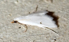 Leptosteges vestaliella