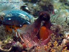Octopus americanus