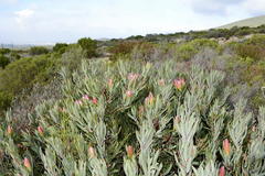Protea burchellii