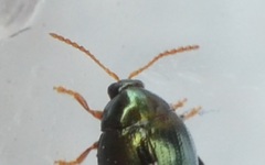 Apteropeda