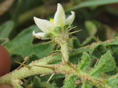 Solanum tomentosum tomentosum