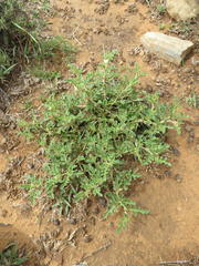 Solanum tomentosum tomentosum