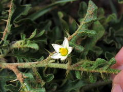 Solanum tomentosum tomentosum