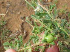 Solanum tomentosum tomentosum