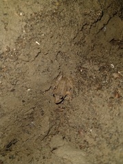 Leptodactylus fragilis