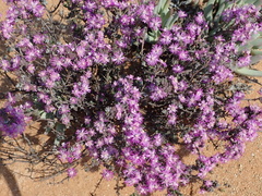 Ruschia spinosa