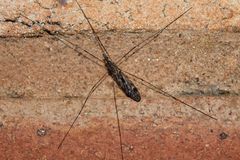 Tipula confusa