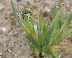 Ferraria parva