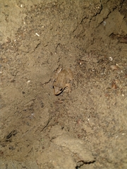 Leptodactylus fragilis