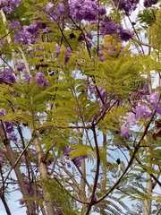 Jacaranda caucana