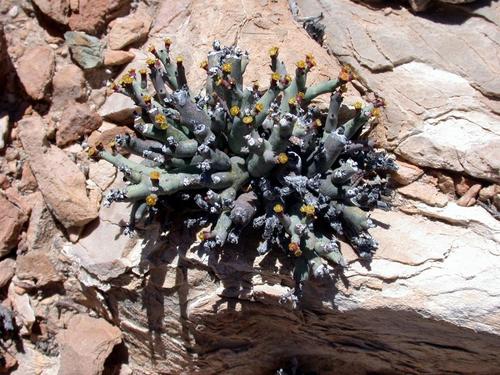 Euphorbia lavrani image