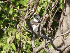 Megaceryle alcyon