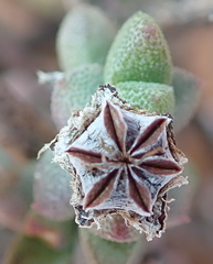 Ruschia spinosa