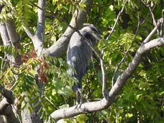 Ardea herodias