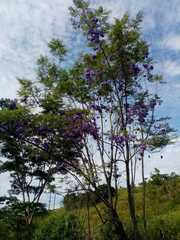 Jacaranda caucana
