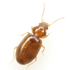 Polyderis laeva