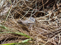 Sceloporus bicanthalis