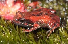 Arthroleptella lightfooti