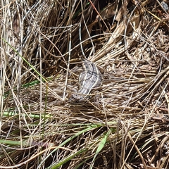 Sceloporus bicanthalis